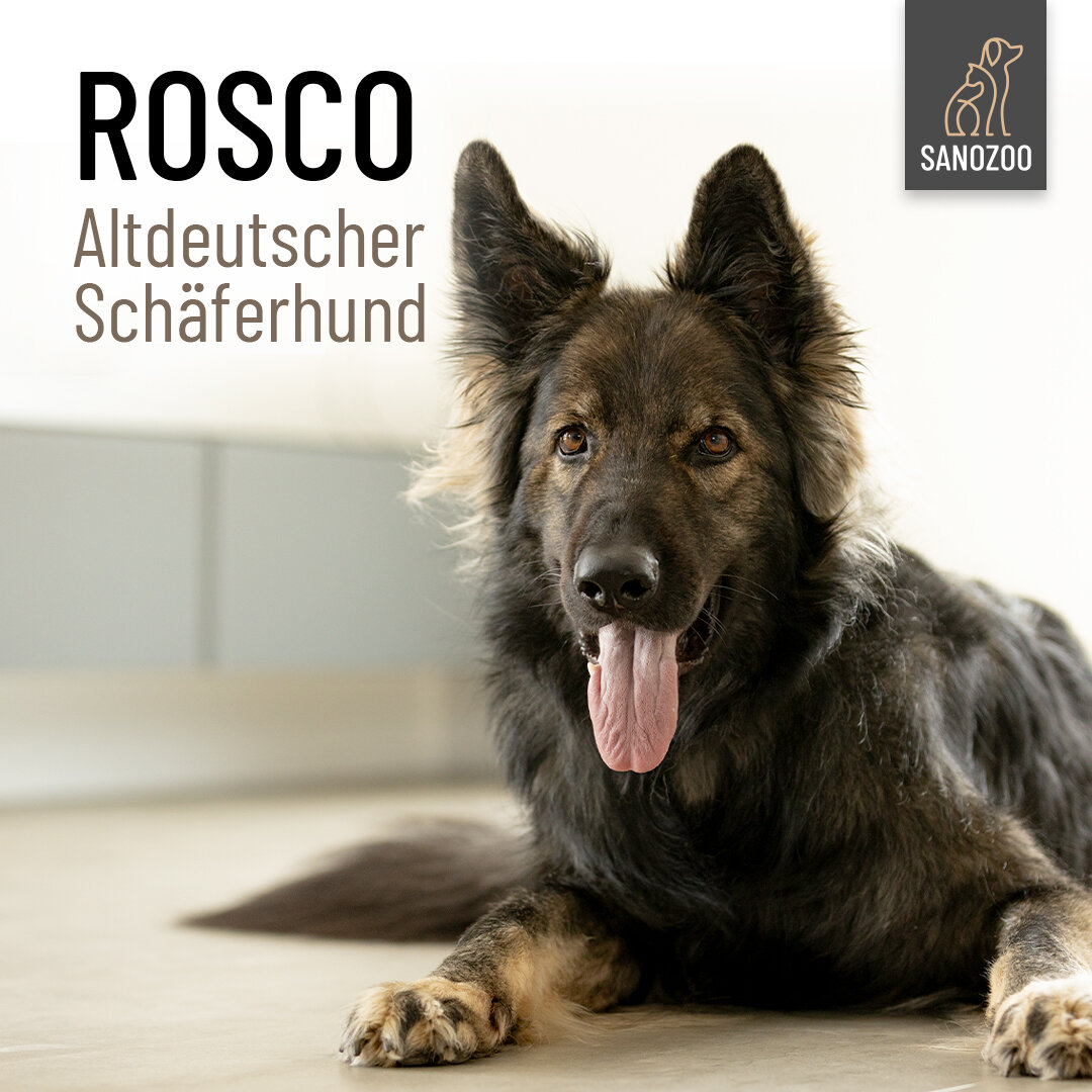 Unser Fotomodel Rosco der Altdeutsche Schäferhund! - 