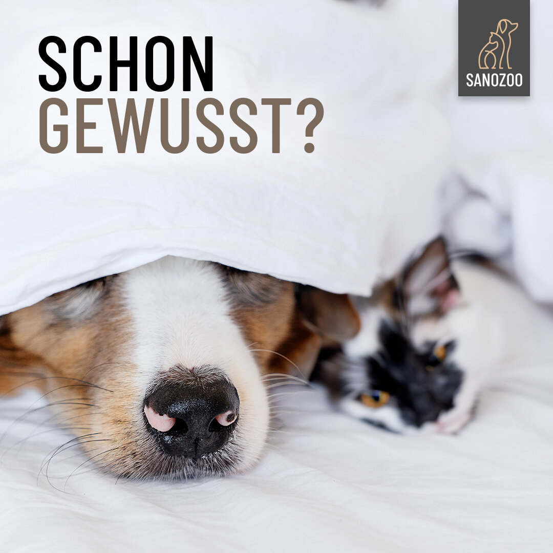 Einzigartige Nasenabdrücke - 