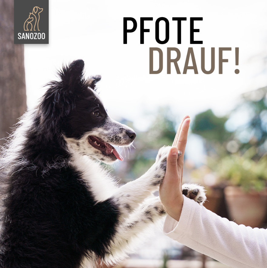 Pfote drauf! - 