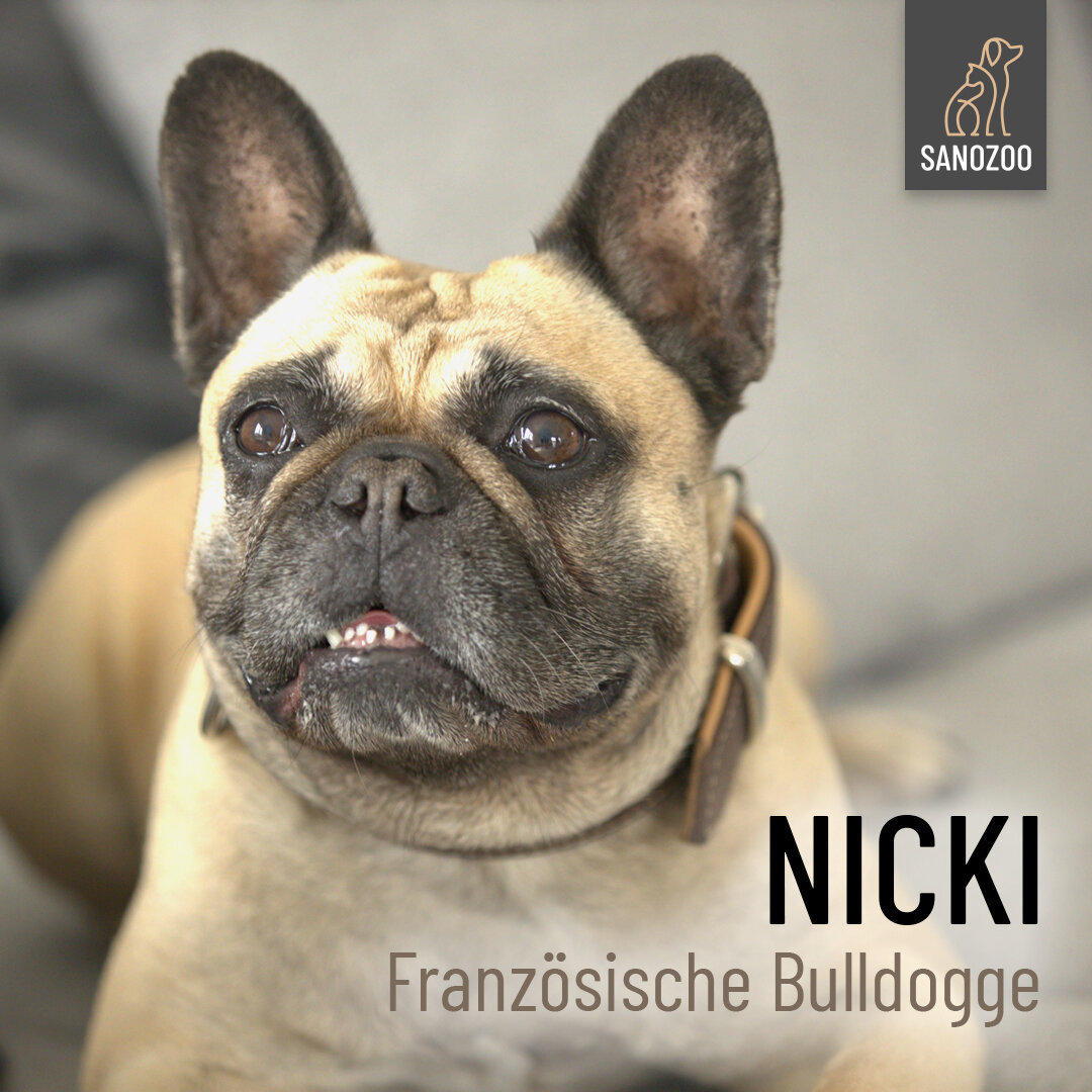 Unser Fotomodel Nicki die Französische Bulldogge! - 