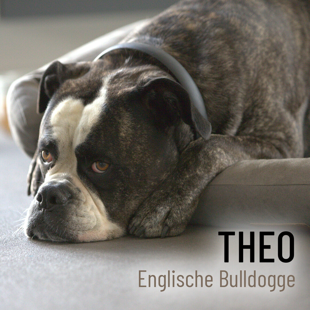 Unser Fotomodel Theo die Englische Bulldogge! - 