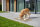 SANOZOO® - Napfunterlage, Öko-Tex, Blatt Sand / Beige  40 x 60 cm